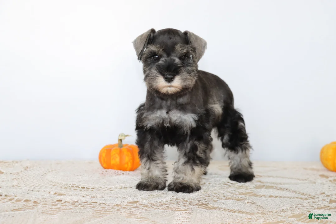 Miniature Schnauzer dogs for sale: Darla - Ad 1