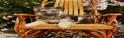 German Shepherd dogs for sale: Max - Ad 1