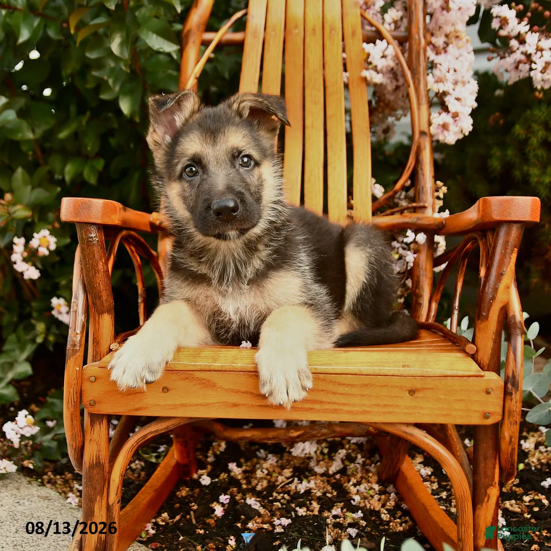 German Shepherd dogs for sale: Max - Ad 1