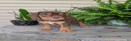 Beabull dogs for sale: Winston  - Ad 2