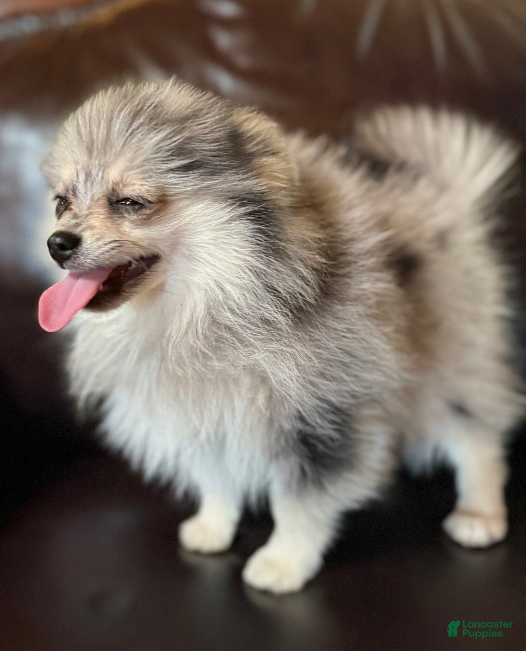 Pomeranian dogs for sale: Benji was his name~o - Ad 18