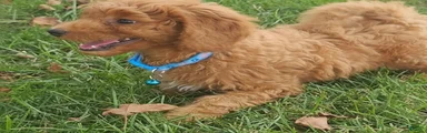 Archie-Potty and Crate Training/Parents Health Tested