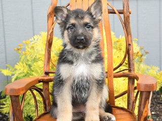 German Shepherd dogs - Ad 16