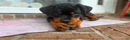 Rottweiler dogs for sale: Rottweiler 1 - Ad 3