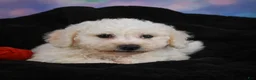 Bichon Frise dogs for sale: Jimmy - Ad 4