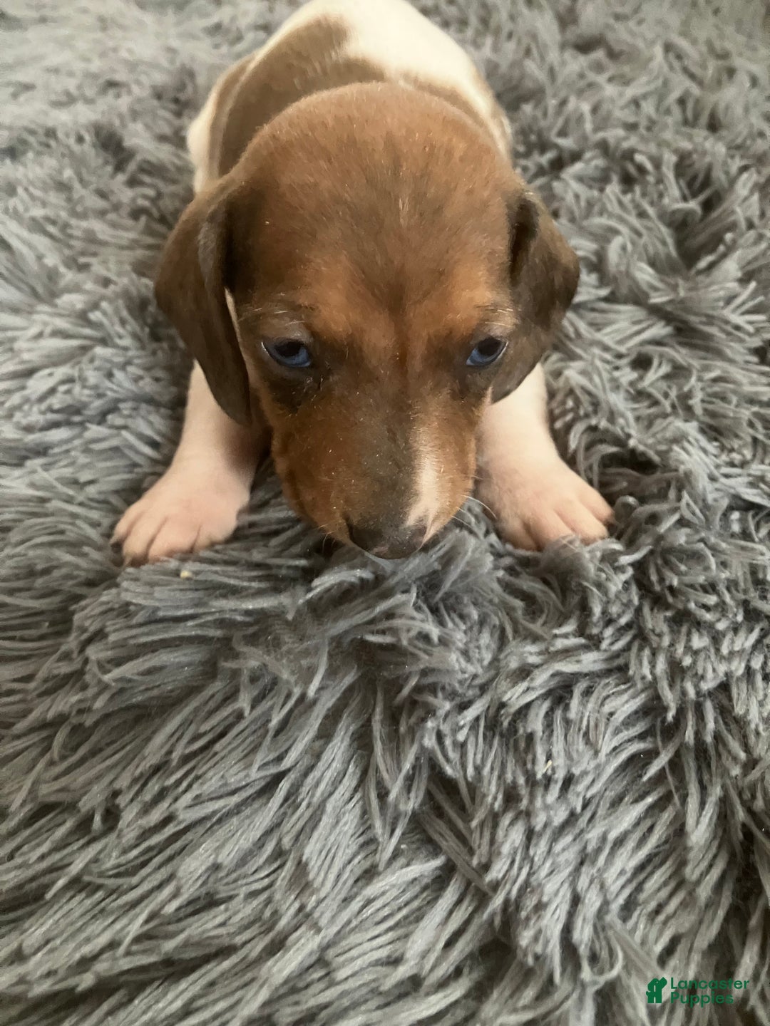 Miniature Dachshund dogs for sale: Akc Rachelle - Ad 2