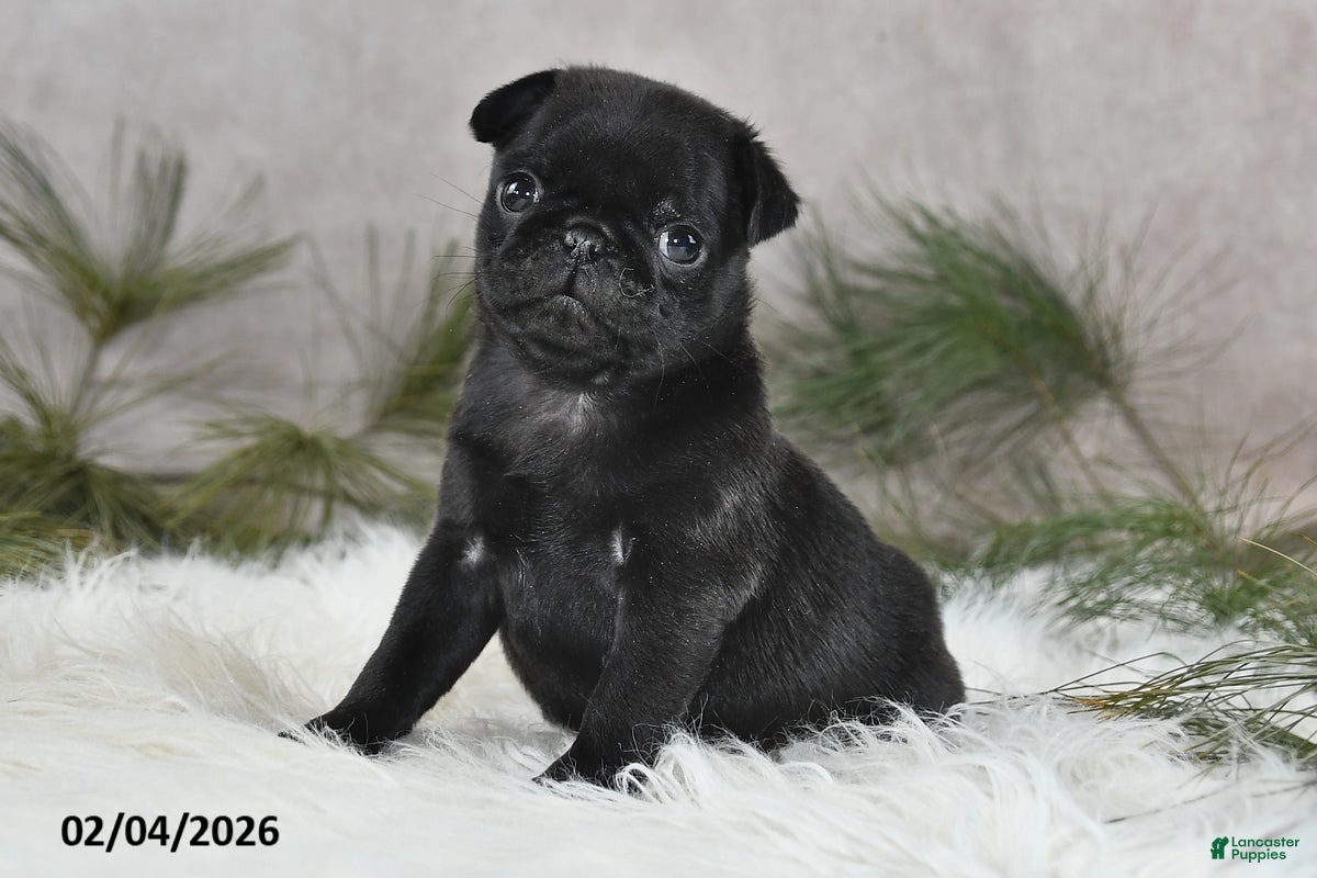 Pug dogs Diesel - Ad 5