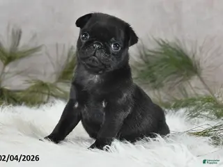 Pug dogs Diesel - Ad 5