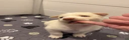 Siberian Husky dogs for sale: Red Collar - Ad 3