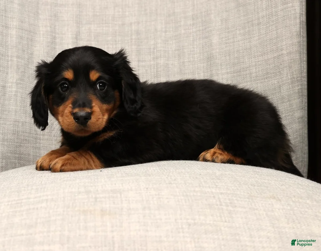 Miniature Dachshund dogs for sale: Teddy - Ad 9