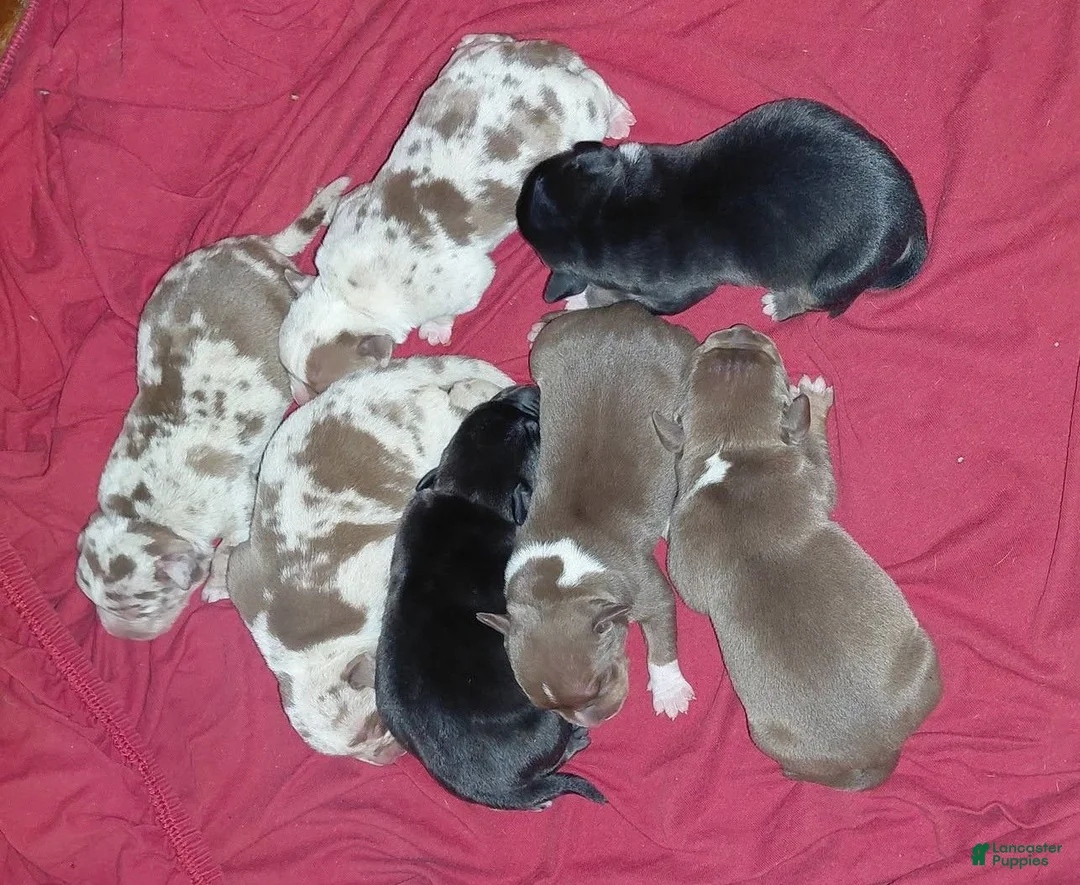 American Bully dogs for sale: American Bully 4 - Ad 2