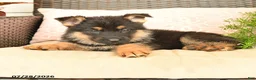 German Shepherd dogs for sale: Lacy  - Ad 3