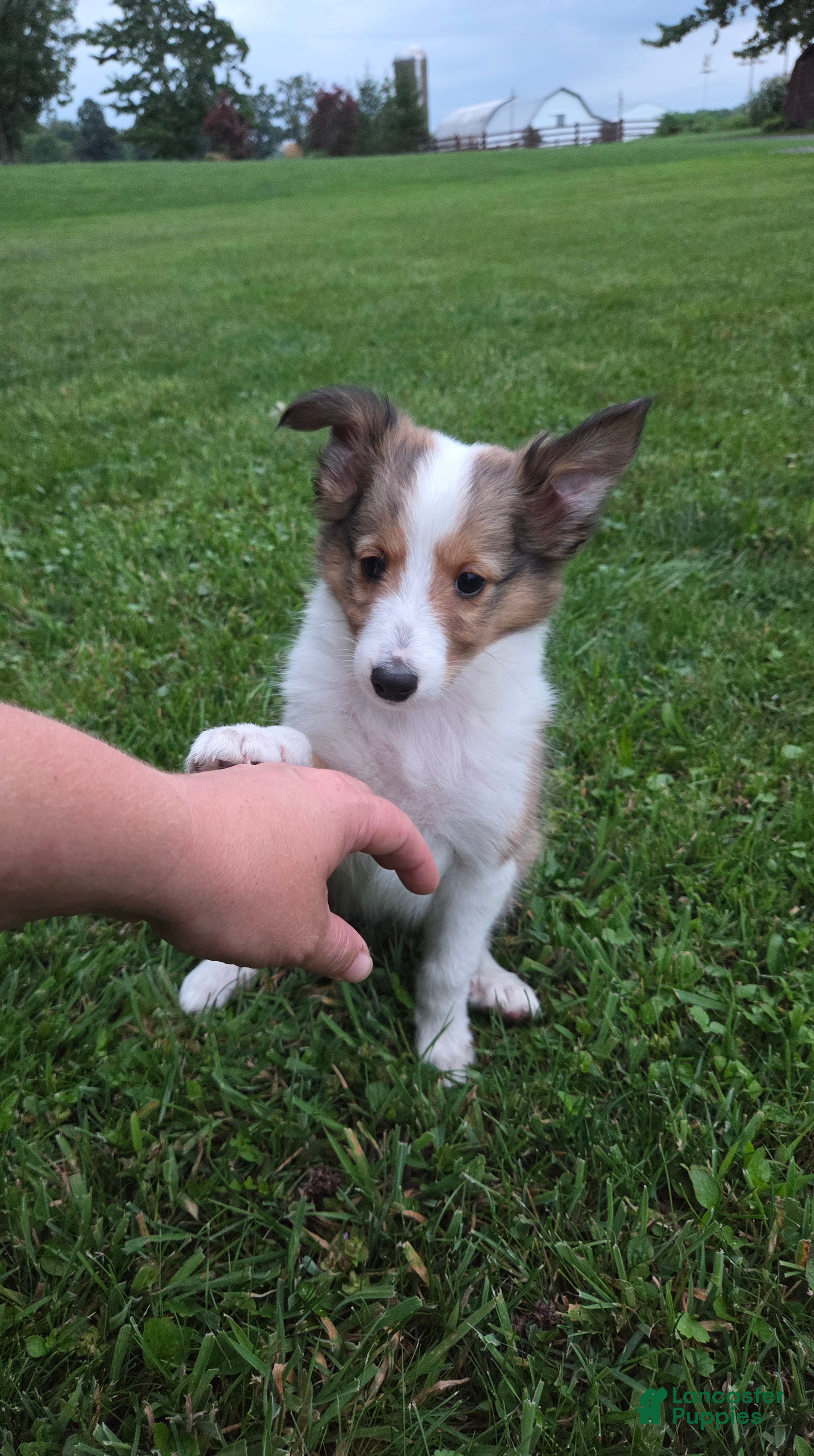 Shetland Sheepdog dogs Max - Ad 23