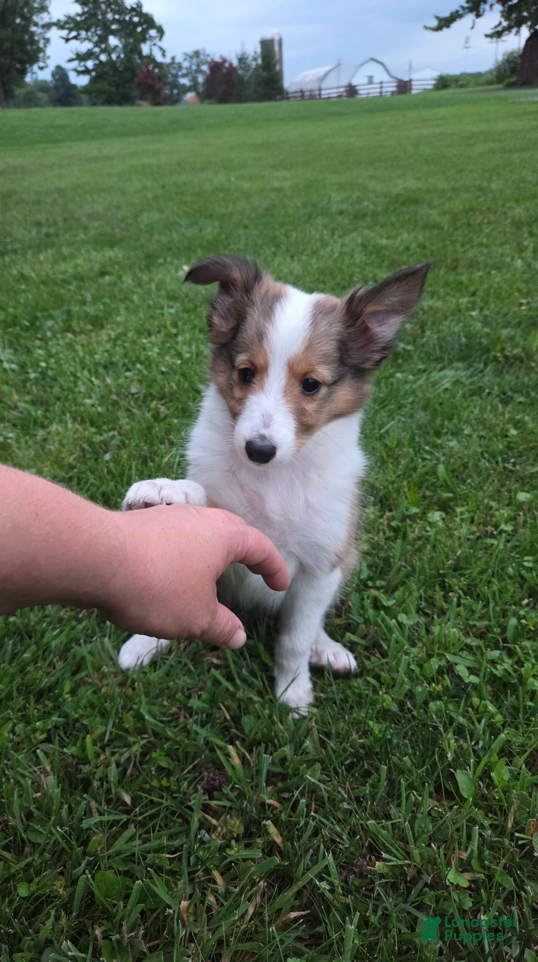 Shetland Sheepdog dogs for sale: Max - Ad 1