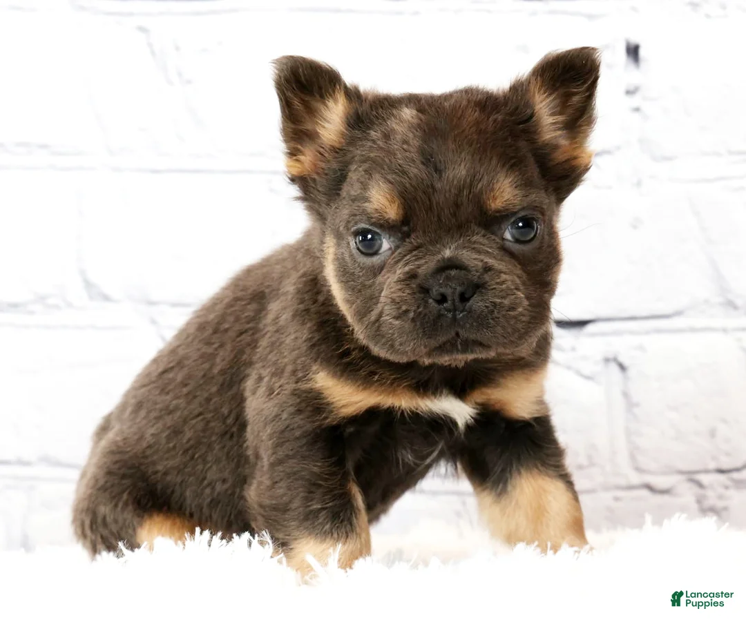 French Bulldog dogs for sale: Theo - Ad 2