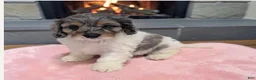Cavapoo dogs for sale: Kira - Ad 1