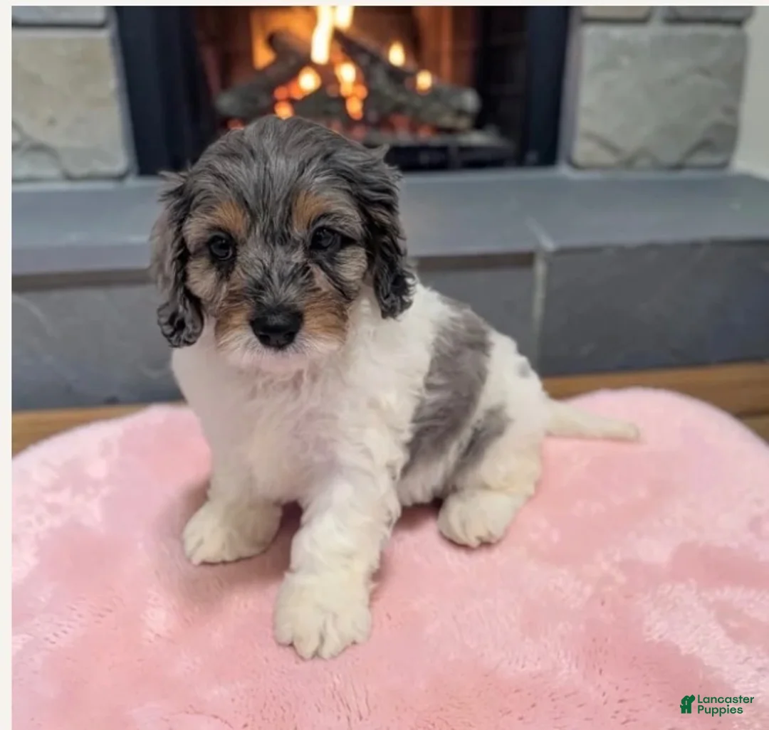Cavapoo dogs for sale: Kira - Ad 1