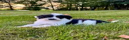 Portuguese Water Dog dogs for sale: Cooper - Ad 1