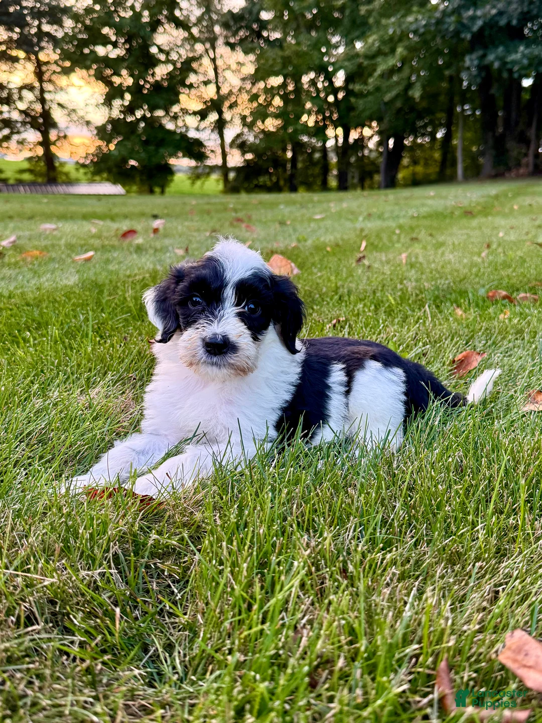 Portuguese Water Dog dogs for sale: Cooper - Ad 1
