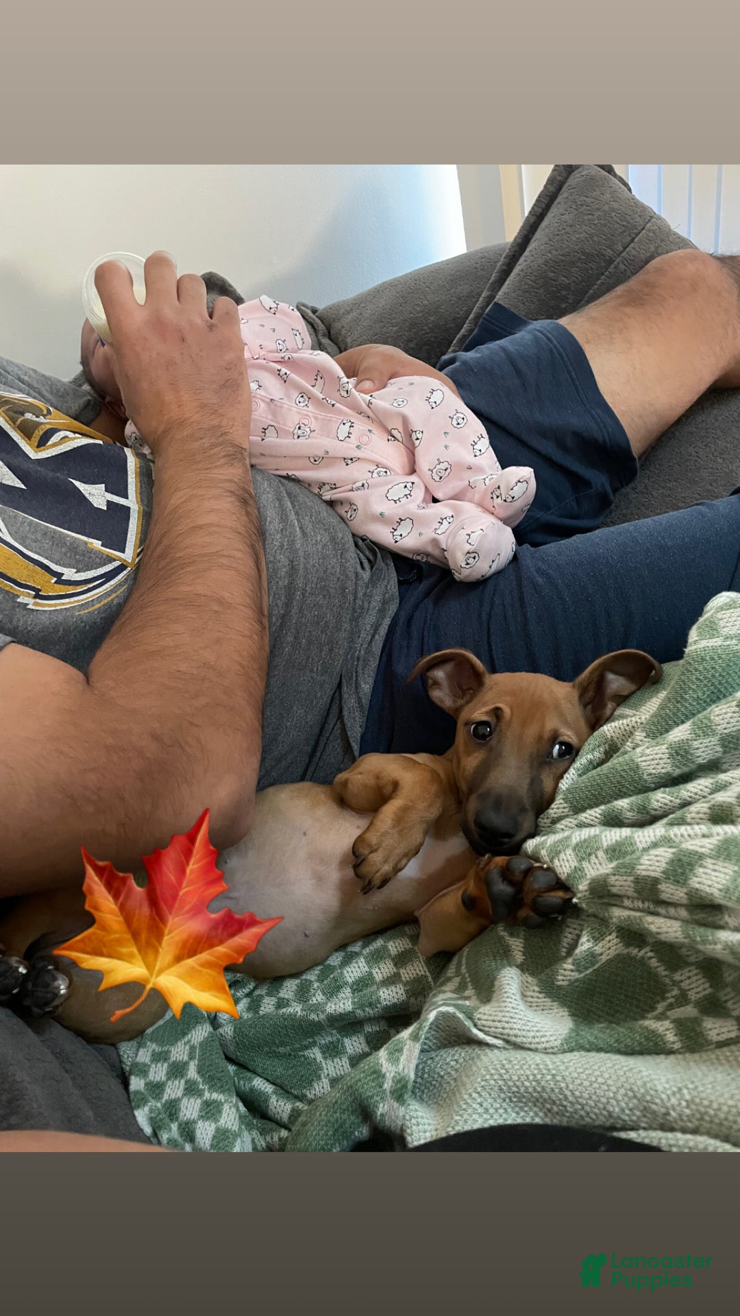 Chiweenie dogs for sale: Chiweenie Puppy 1 - Ad 5