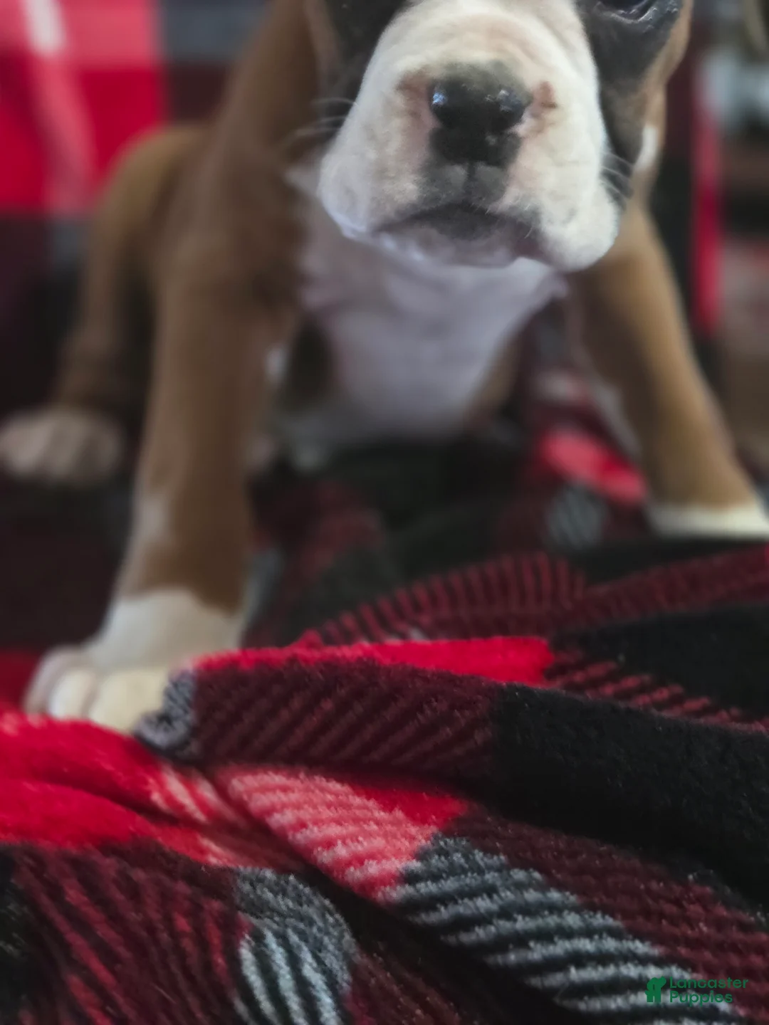 Boxer dogs for sale: Buddy - Ad 4