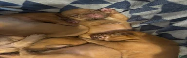 Dogue De Bordeaux Puppy 10