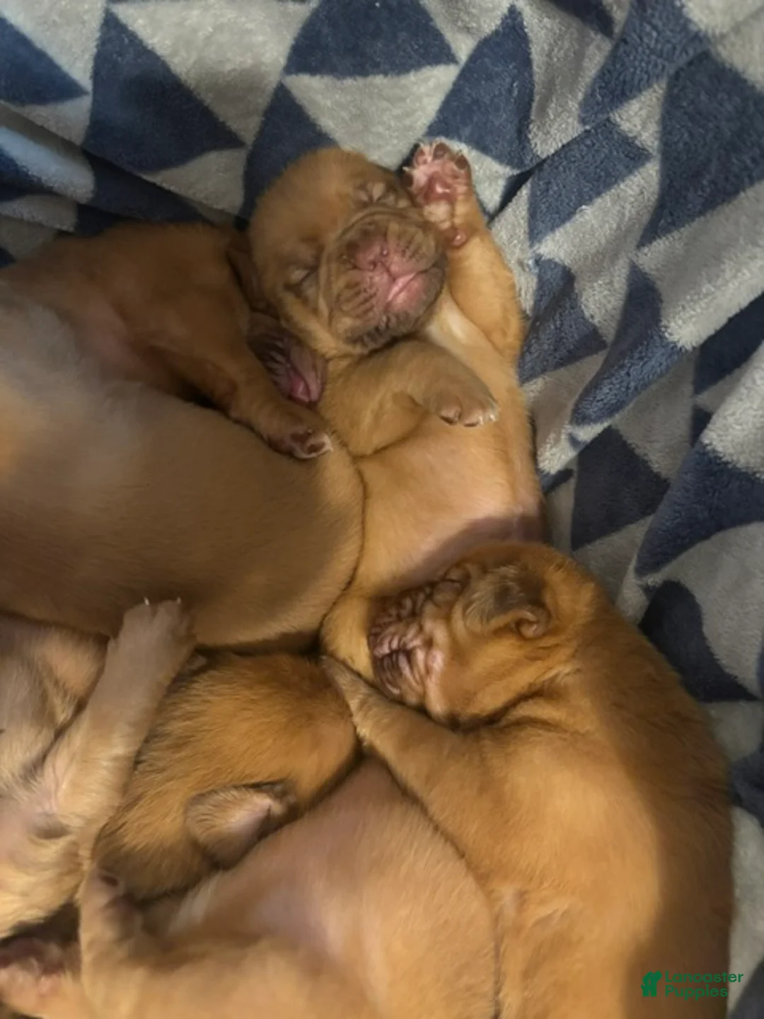 Dogue De Bordeaux dogs for sale: Dogue De Bordeaux Puppy 10 - Ad 1