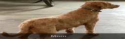 Mini Goldendoodle dogs for sale: Hank - Ad 9