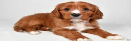 Cavapoo dogs for sale: Emmy - Ad 7