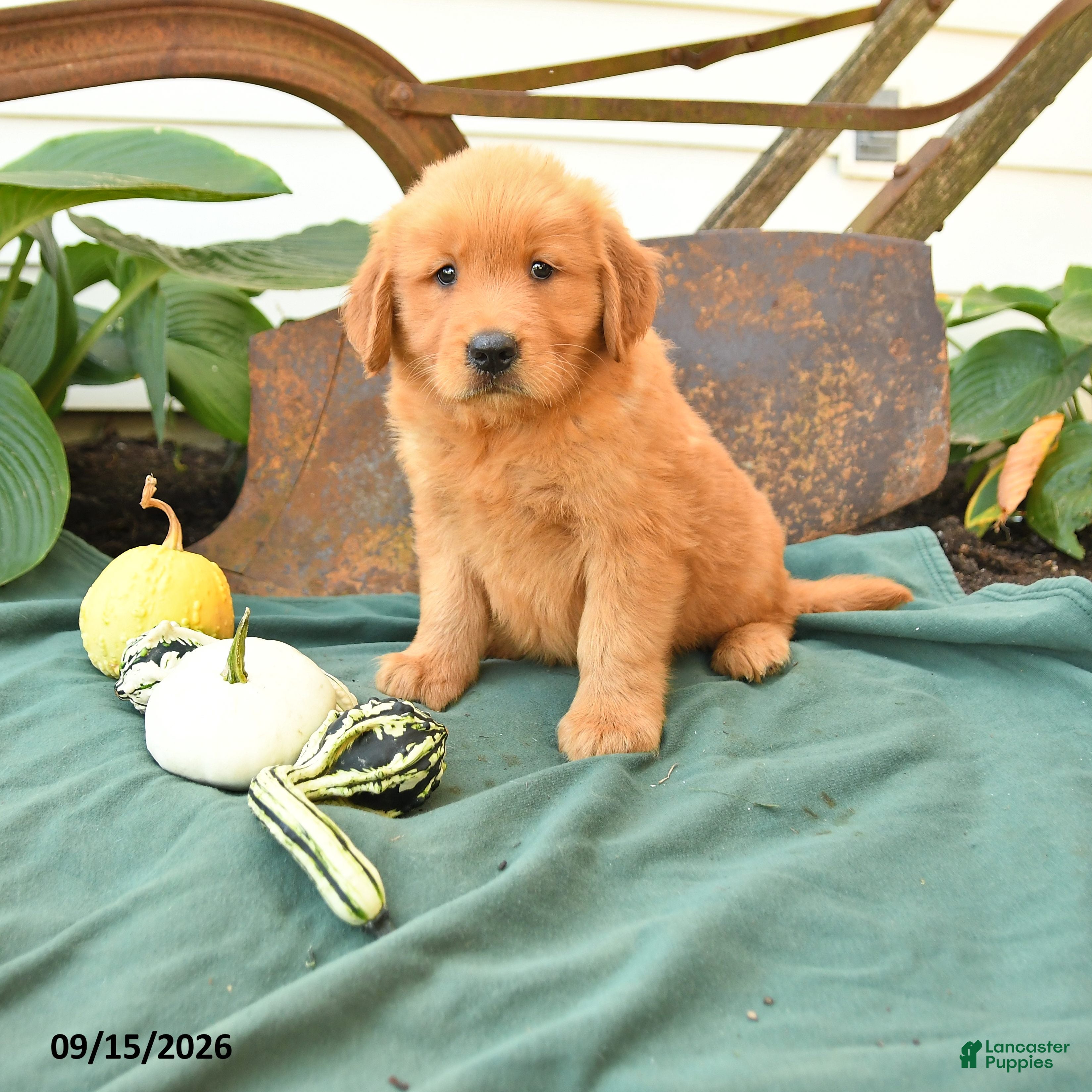 Golden Retriever dogs Axel - Ad 1