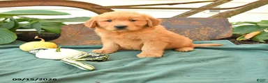 Axel