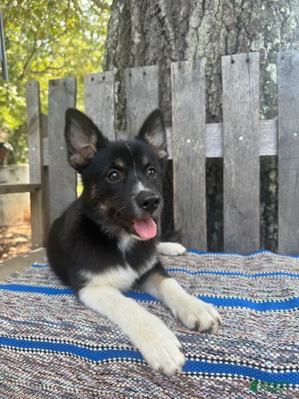 Pomsky dogs Bella   - Ad 1