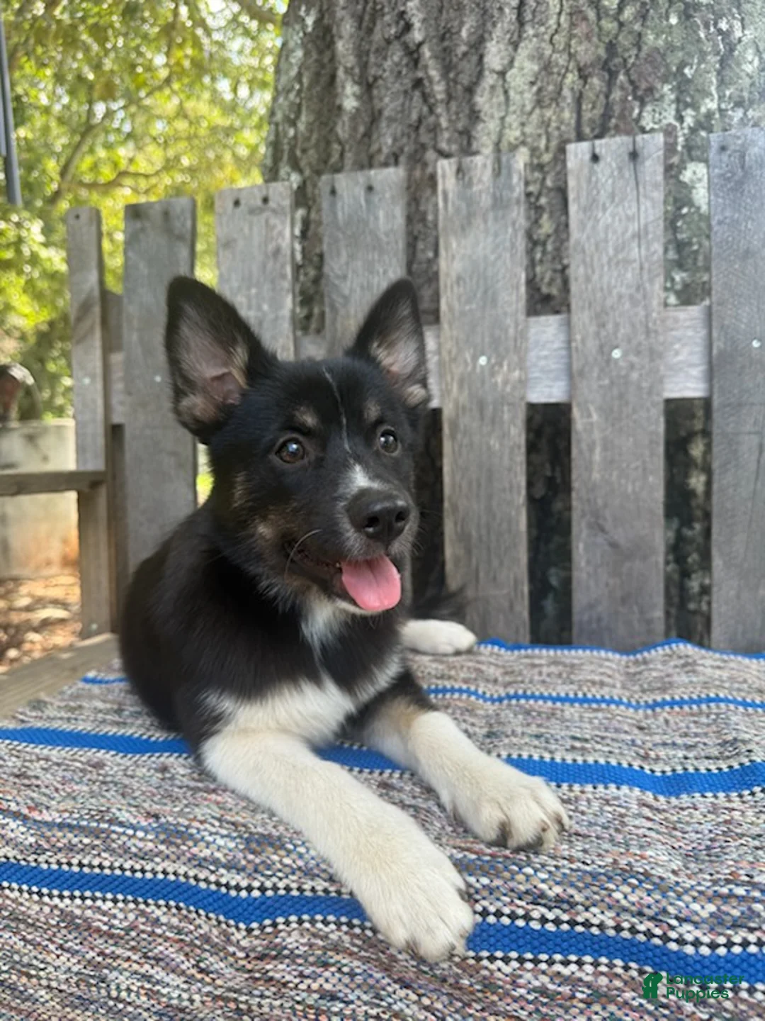 Pomsky dogs for sale: Bella   - Ad 1