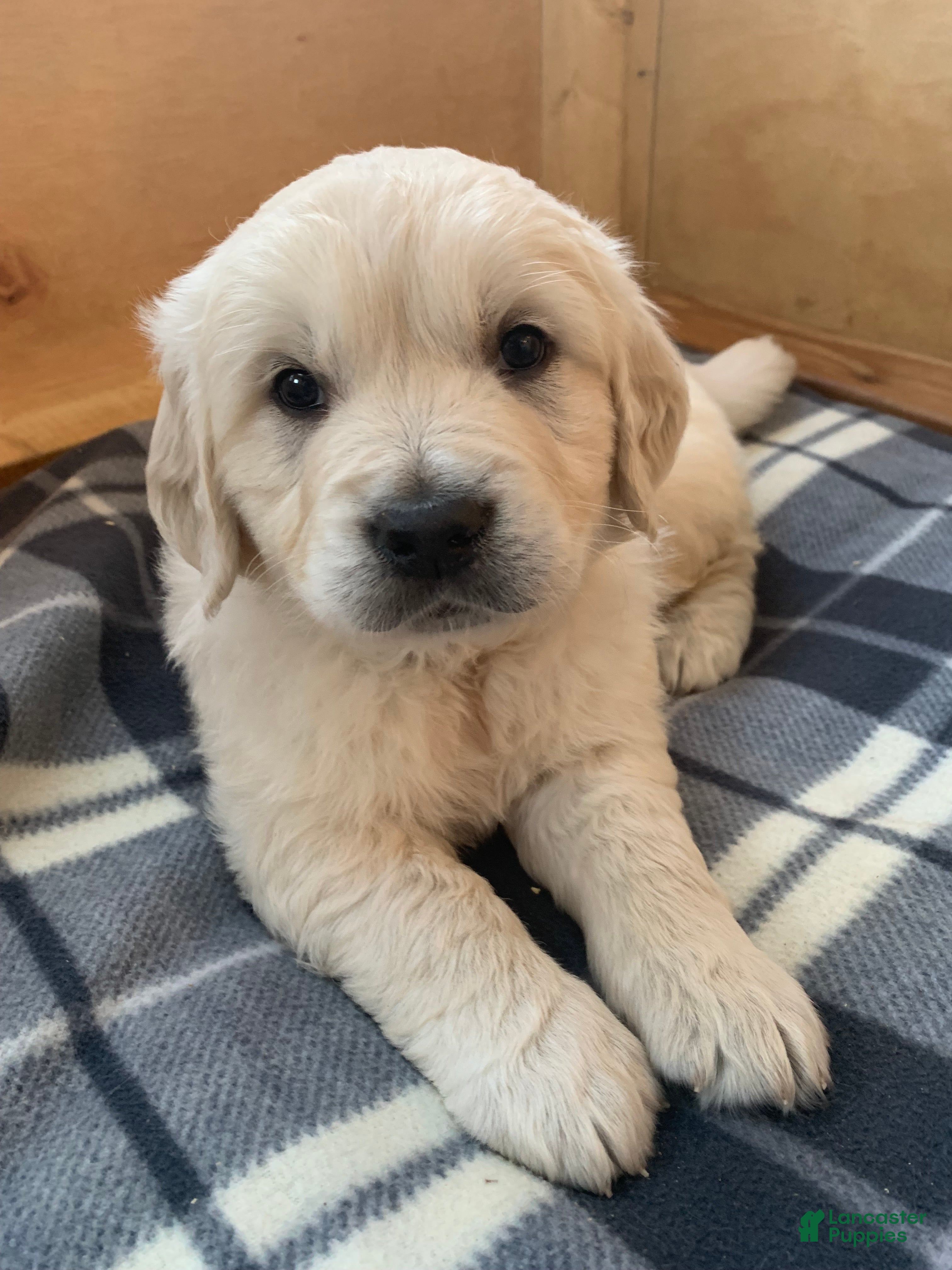 Golden Retriever dogs Jasper - Ad 2