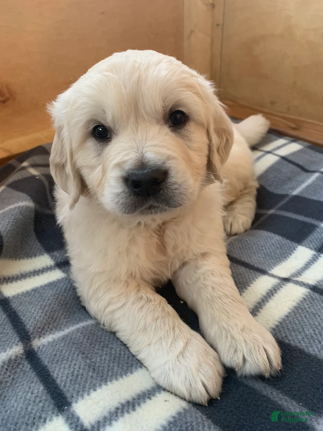 Golden Retriever dogs for sale: Jasper - Ad 2
