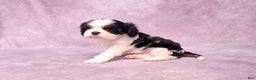Cavalier King Charles Spaniel dogs for sale: Silas - Ad 19