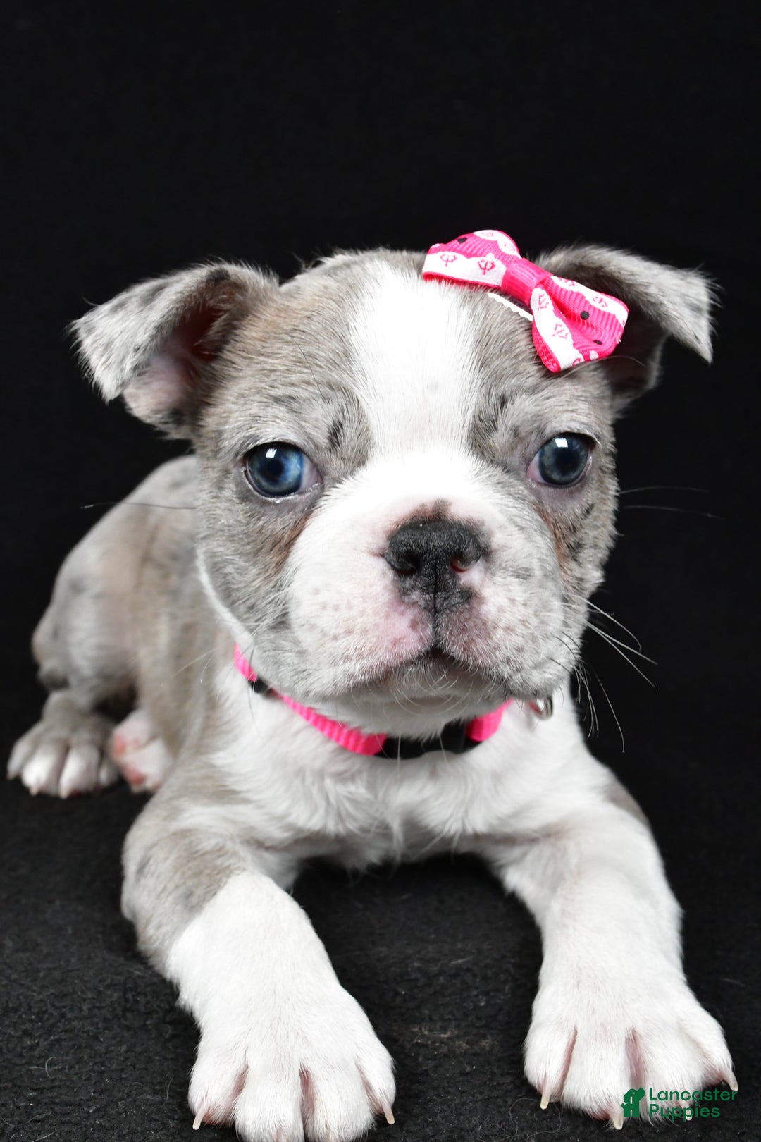 Boston Terrier dogs for sale: Holly - Ad 1