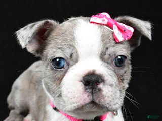 Boston Terrier dogs Holly - Ad 38
