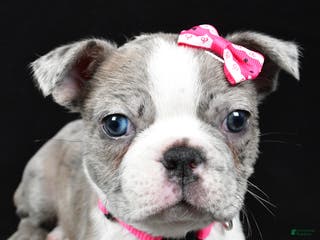 Boston Terrier dogs Holly - Ad 41