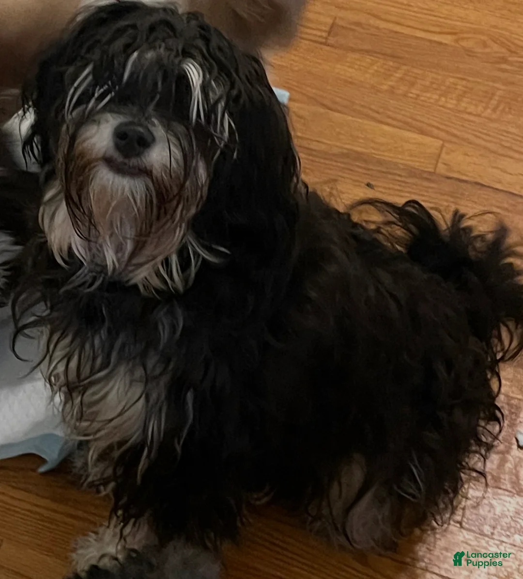 Tibetan Terrier dogs for sale: Tibetan Terrier Puppy 1 - Ad 5