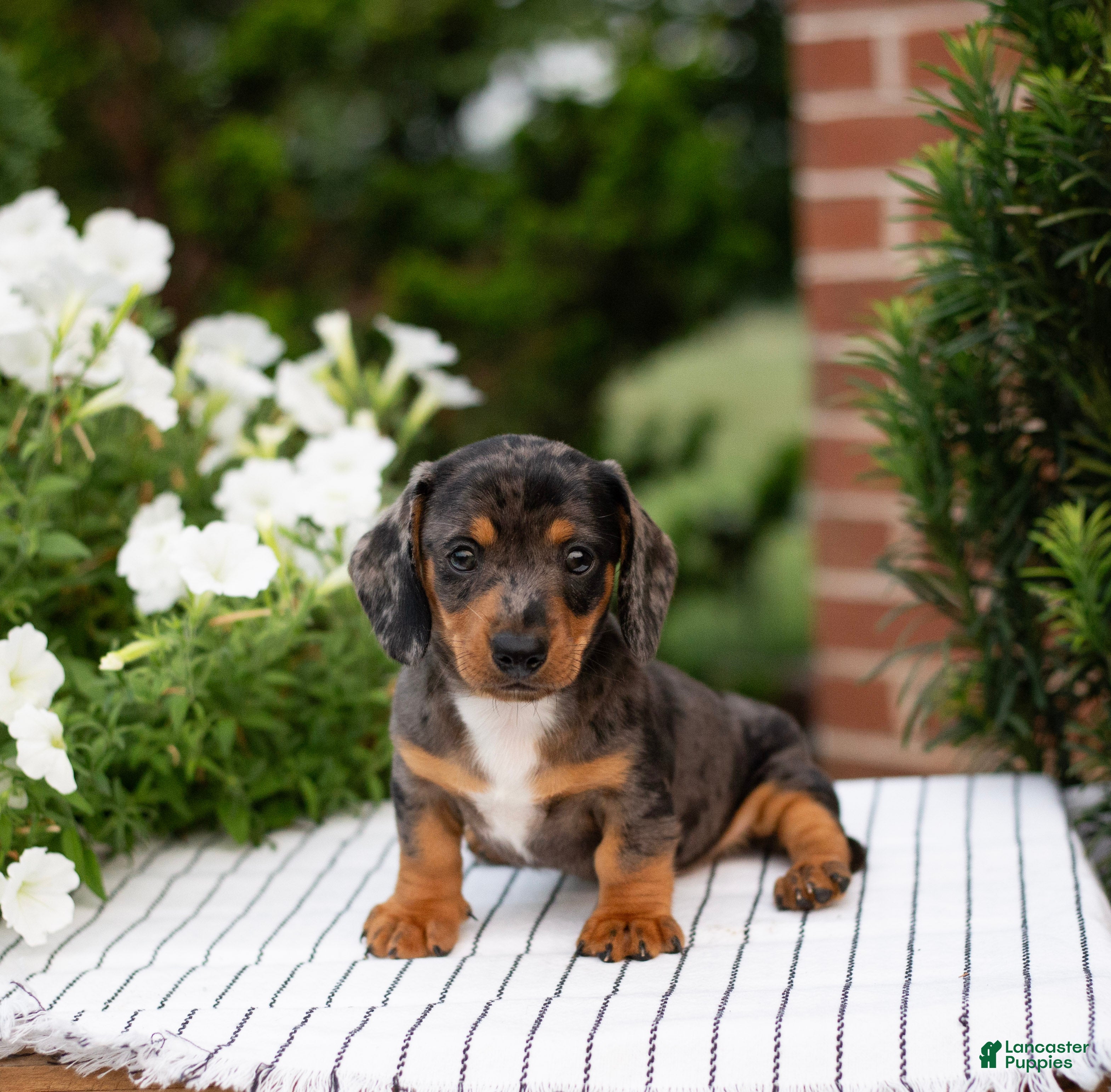 Miniature Dachshund dogs Tanner - Ad 2