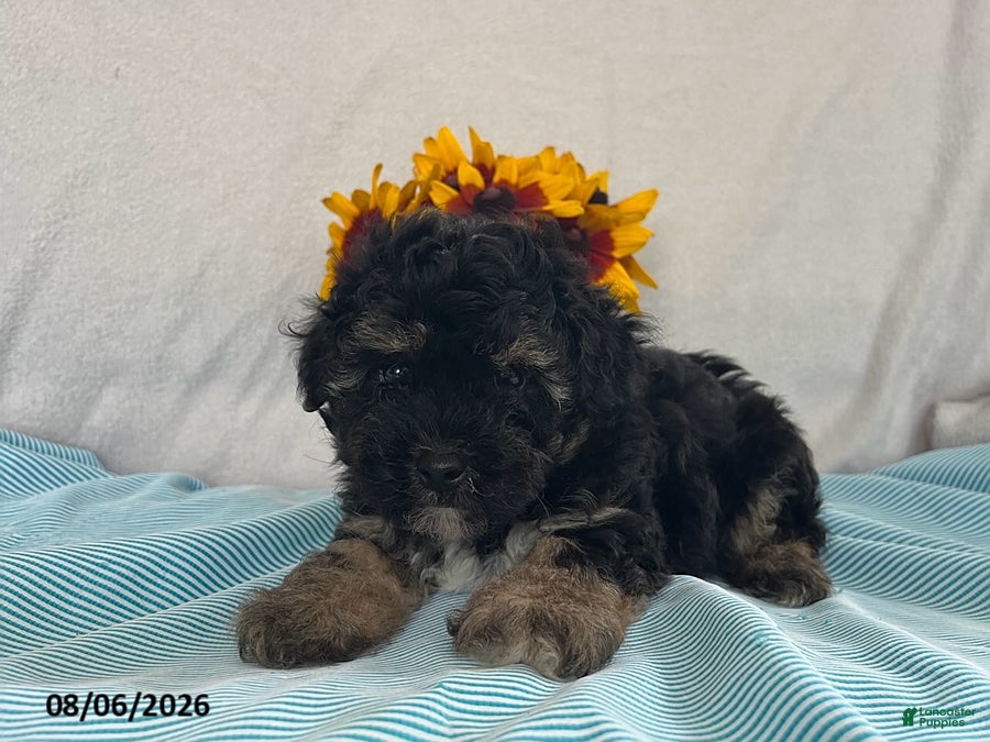 Yorkiepoo dogs Spencer - Ad 2