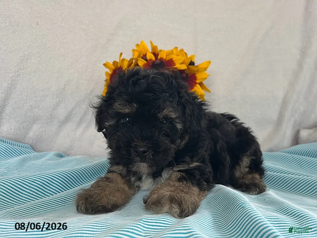 Yorkiepoo dogs for sale: Spencer - Ad 2