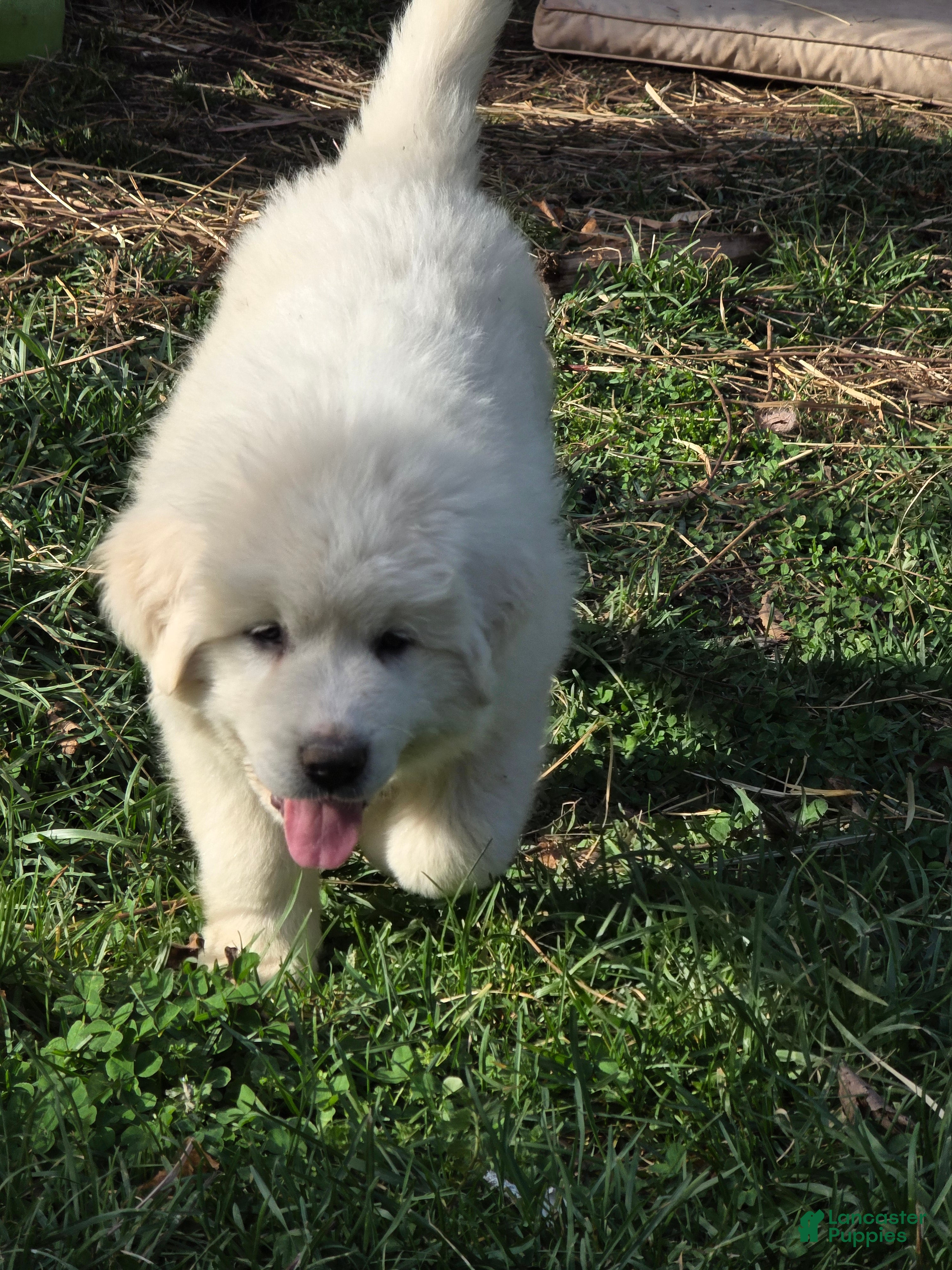 Great Pyrenees dogs Great Pyrenees Puppy 2 - Ad 9