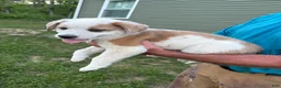 Mixed Breed dogs for sale: Harley - Ad 18