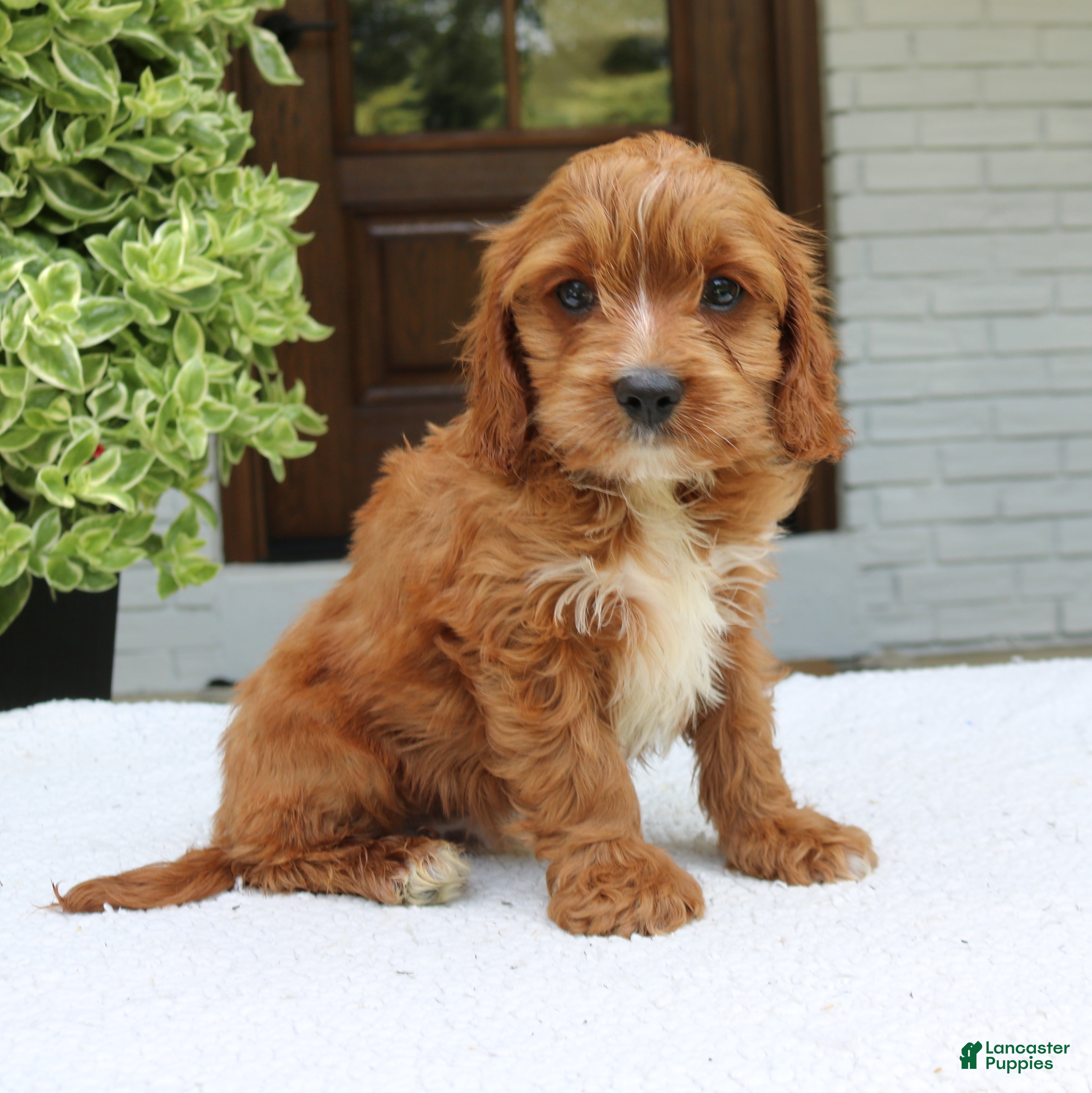 Cavapoo dogs for sale: Max  - Ad 1