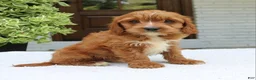 Cavapoo dogs for sale: Max  - Ad 1