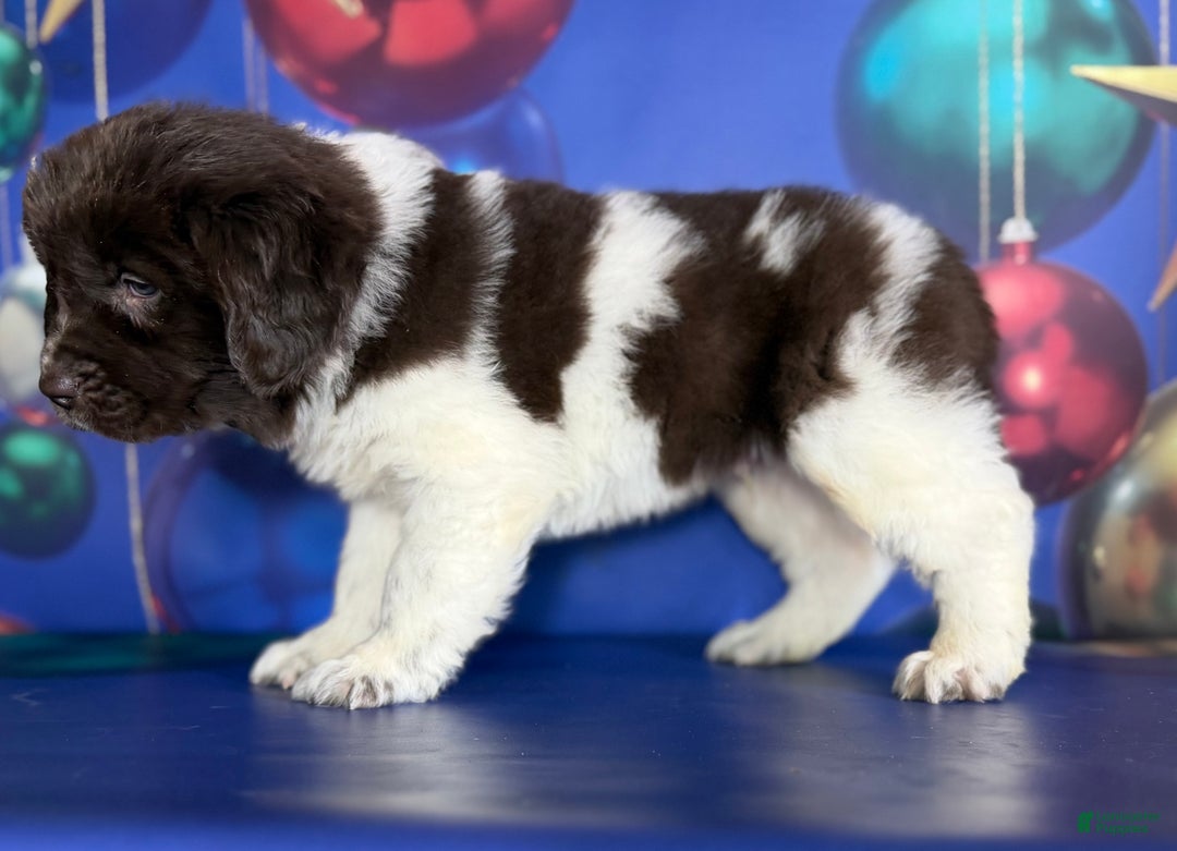 Mixed Breed dogs for sale: Stewie OFA DNA  - Ad 10