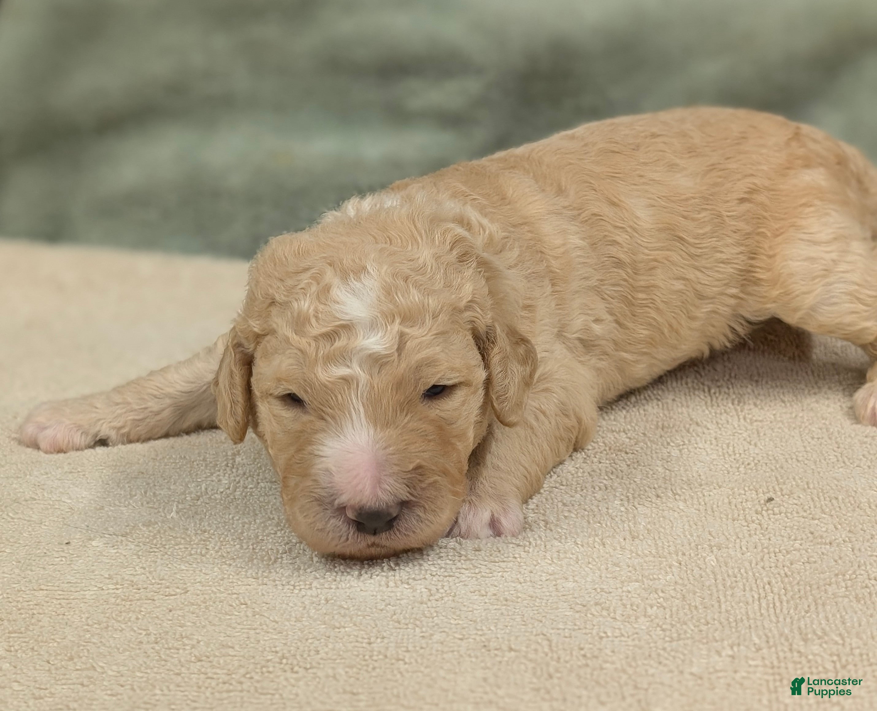 Sheepadoodle dogs Blake  - Ad 17