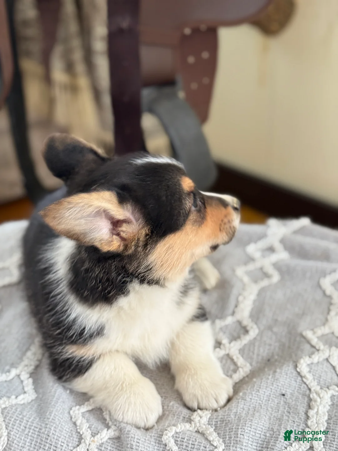 Welsh Corgi Pembroke dogs for sale: Finley - Ad 3